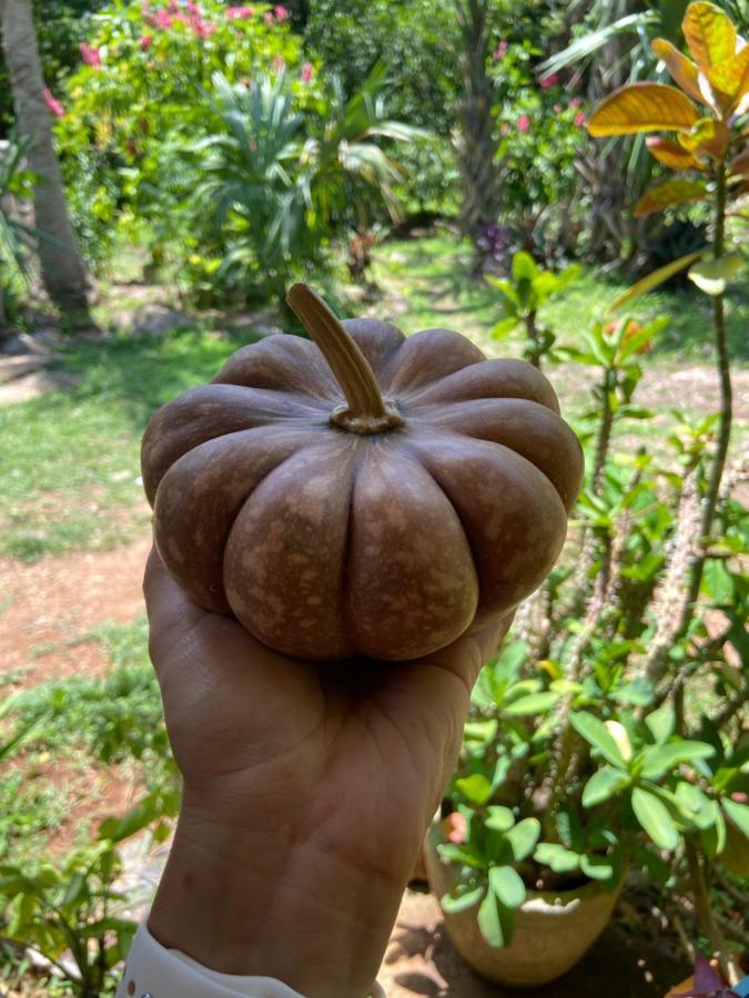 Encantadora Villa Maya Tradicional En Rancho Agroecologico Tzucaceb Exterior foto
